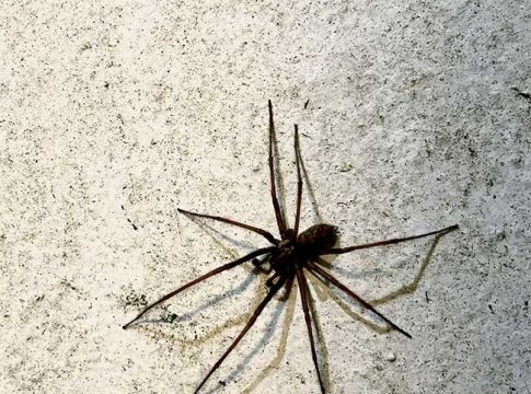 कोळीला घाबरून महिलेने चालत्या कारमधून घेतली उडी आणि...