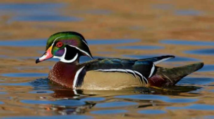 लाकूड बदक आणि त्याचे कुटुंब