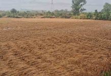 परतीच्या पावसाने भात कापणी उद्ध्वस्त