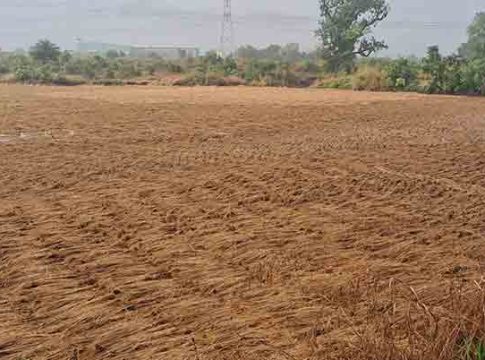 परतीच्या पावसाने भात कापणी उद्ध्वस्त