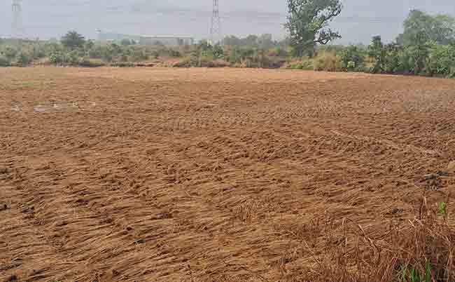 परतीच्या पावसाने भात कापणी उद्ध्वस्त