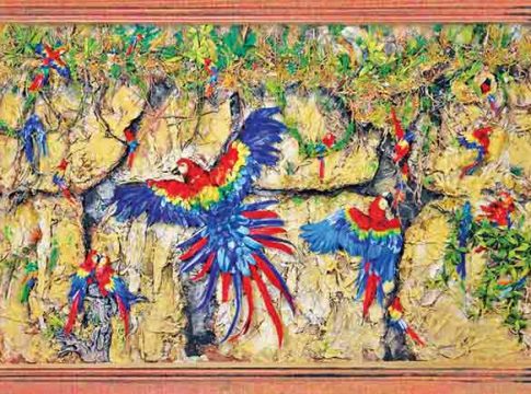 Macaw Bird : मकाव पक्षी माती खातात!