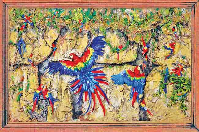 Macaw Bird : मकाव पक्षी माती खातात!