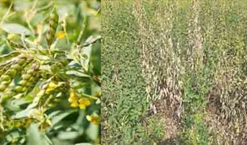 Fungus disease : तुरीच्या पिकावर बुरशीजन्य रोगाचा प्रादुर्भाव; शेतकरी पुन्हा चिंतेत