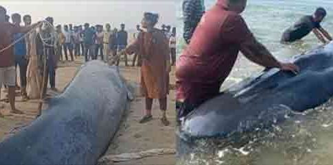 Whale Rescue operation : गणपतीपुळ्यात व्हेल माशाच्या पिलाचं देशातील सगळ्यात मोठं रेस्क्यू ऑपरेशन यशस्वी