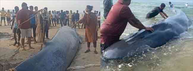 Whale Rescue operation : गणपतीपुळ्यात व्हेल माशाच्या पिलाचं देशातील सगळ्यात मोठं रेस्क्यू ऑपरेशन यशस्वी