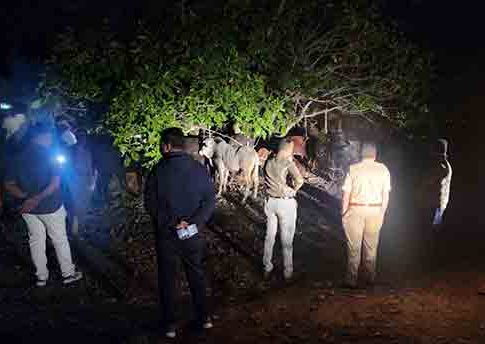 दगड धोंड्यांचा मारा सोसत धुळे पोलिसांचे पन्नास गोवंशाला जीवदान