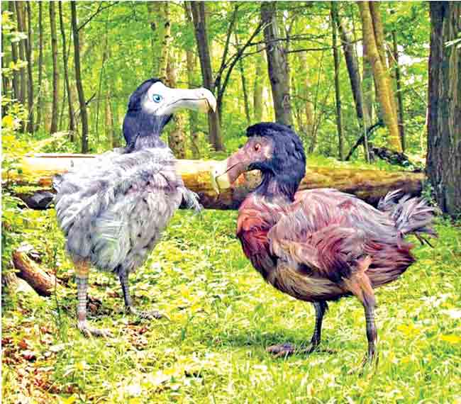 Dodo : मूर्ख नाही, तर शुद्ध मनाचा डोडो!