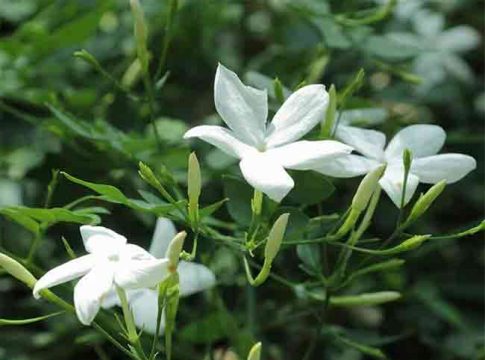 प्रियंवदा कविता आणि काव्यकोडी