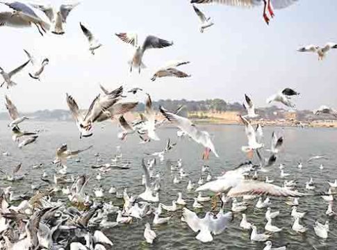 Birds : जग पक्ष्यांचे...