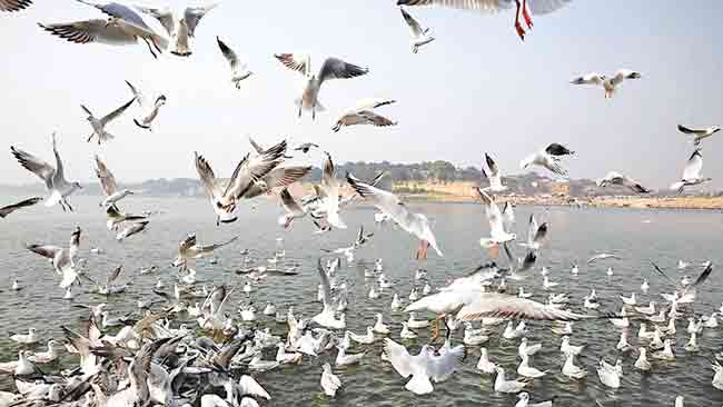 Birds : जग पक्ष्यांचे…