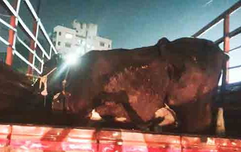 कारभारी बदलले आणि कत्तलखान्यावर पडला छापा!