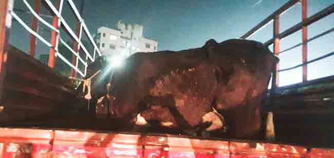 कारभारी बदलले आणि कत्तलखान्यावर पडला छापा!