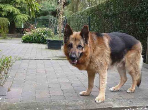 German Shepherd : या श्वानप्रेमींचे करायचे काय? जर्मन शेफर्ड कुत्र्याचा १० वर्षांच्या मुलीवर हल्ला; घालावे लागले ४५ टाके