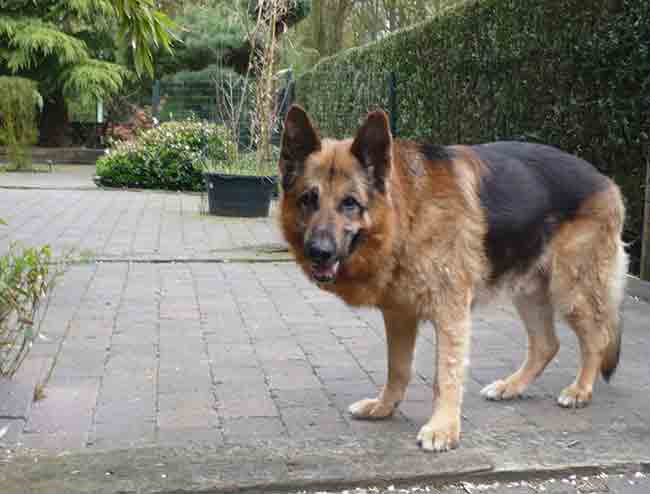 German Shepherd : या श्वानप्रेमींचे करायचे काय? जर्मन शेफर्ड कुत्र्याचा १० वर्षांच्या मुलीवर हल्ला; घालावे लागले ४५ टाके