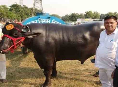 राहण्यासाठी एसी रूम, डाएटमध्ये मिळतात ड्रायफ्रुट, हा आहे १० कोटींचा रेडा