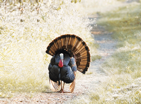 Turkey : तुर्कीचा टर्की