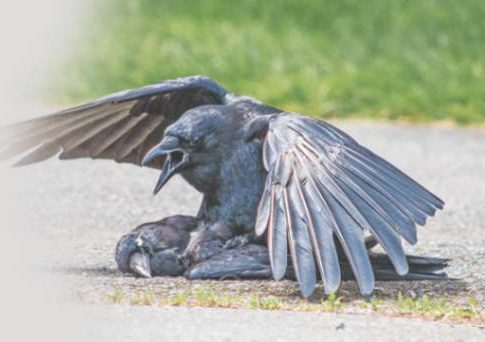 कावळ्याचे पिल्लू