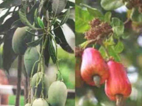 अवकाळीच्या संकटाने आंबा, काजू कोमेजला...!