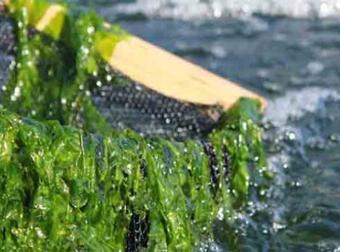 समुद्री शैवाल : संधींचा समुद्र