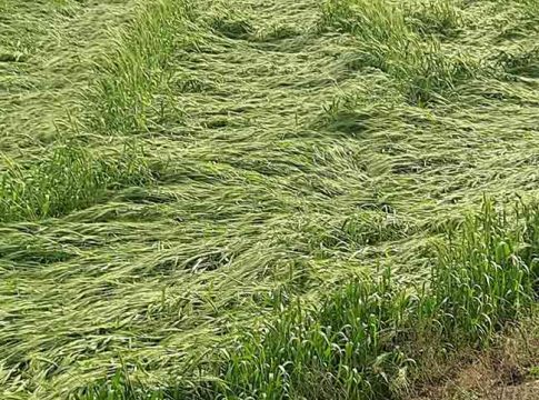 Unseasonal rain : अवकाळी पावसाने आणली शेतक-यांवर संक्रांत