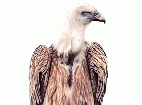 स्वच्छतादूत