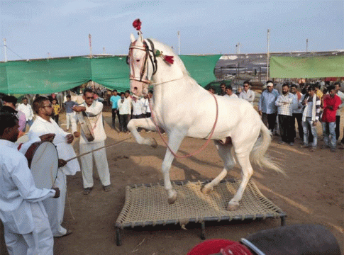 Horse market : देवगड येथे शनिवारी भव्य अश्वप्रदर्शन आणि अश्व बाजार