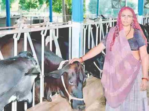 दुग्धव्यवसायातील नवलाई : ‘नवलबेन’