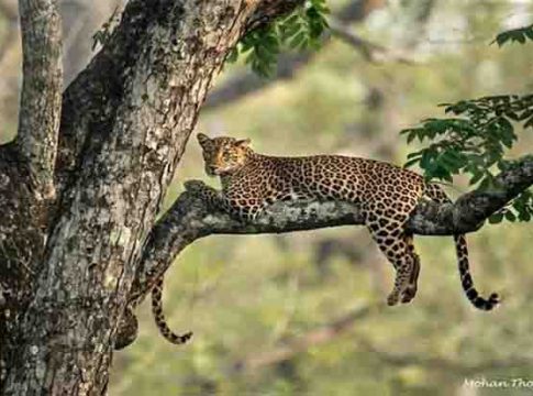 leopard Sterilization : बिबट्यांचे हल्ले रोखण्यासाठी केंद्र सरकार घेणार 'हा' निर्णय!