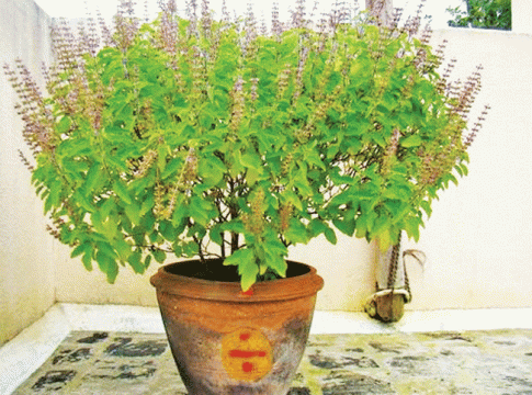 वृक्ष नियोजन