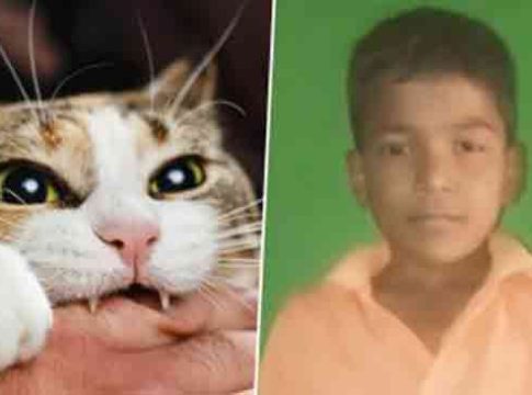 नागपूरात मांजर चावल्यामुळे ११ वर्षाच्या मुलाचा मृत्यू