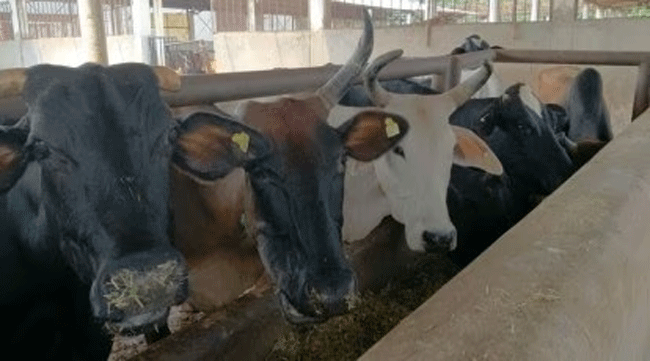 Bhandara News : भंडाऱ्याच्या बळीराम गौशाळेत चारा पाण्याविना ३० जनावरांचा मृत्यू!