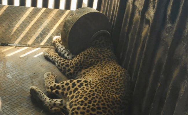 Dhule Leopard : तहानलेला मादी बिबट्या पाणी शोधत असताना मानच हंड्यात अडकली!