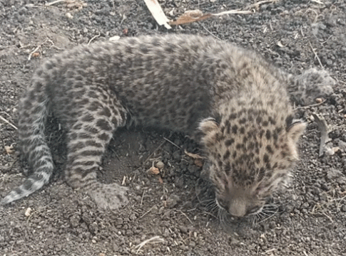 Leopard in Hinjewadi : हिंजवडी आयटी पार्क परिसरात आढळलं नवजात बिबट्याचं पिल्लू