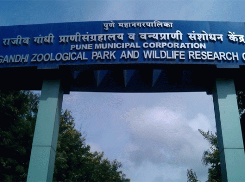 Pune Missing Leopard : राजीव गांधी प्राणिसंग्रहालयातून पळालेला बिबट्या २४ तासांनंतरही बेपत्ताच!