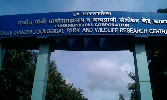 Pune Missing Leopard : राजीव गांधी प्राणिसंग्रहालयातून पळालेला बिबट्या २४ तासांनंतरही बेपत्ताच!