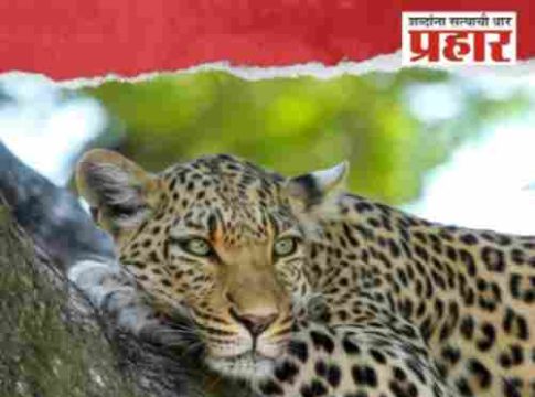 पुण्याच्या आणे परिसरात बिबट्यांचा मुक्तसंचार, नागरिकांमध्ये भितीचं वातावरण...