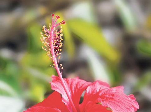 काव्यरंग