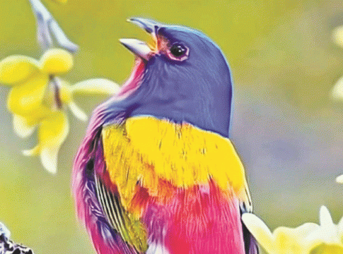 Nature : खगध्वनी