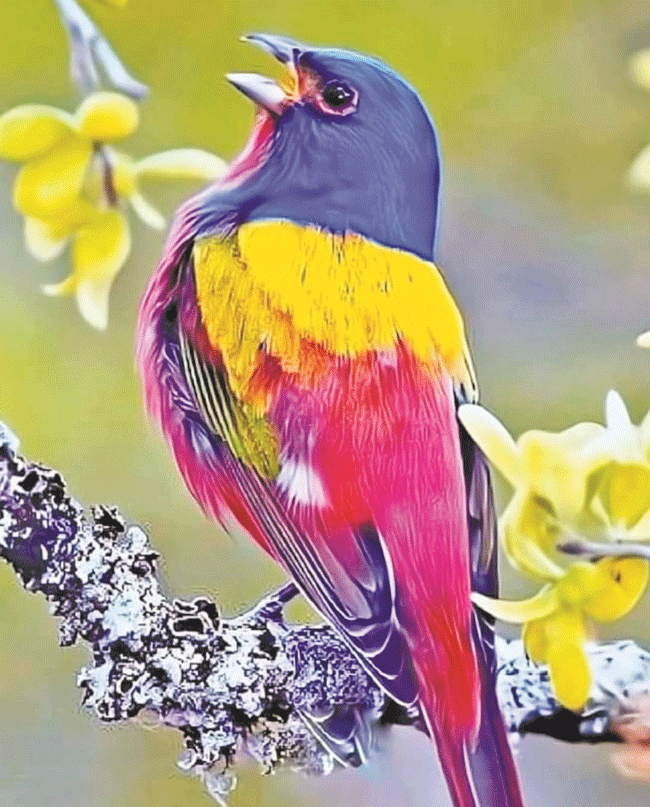 Nature : खगध्वनी