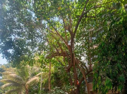 झाडांच्या फांद्या छाटणी कामांमध्ये वाहनांचा अडथळा!