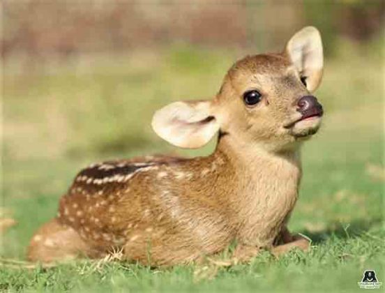 वणवा आणि पाणीटंचाईमुळे प्राण्यांची हालअपेष्टा; जळगावात ४ दिवसांत ४ हरणांचा मृत्यू