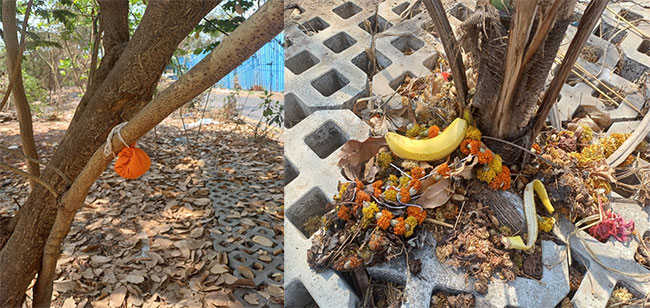 भयंकर! ठाणे पूर्व येथील झाडांवर जादूटोणा