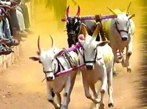 बैलगाडी शर्यतीत कर्नाटकातील बैलांचे वाढतेय महत्त्व