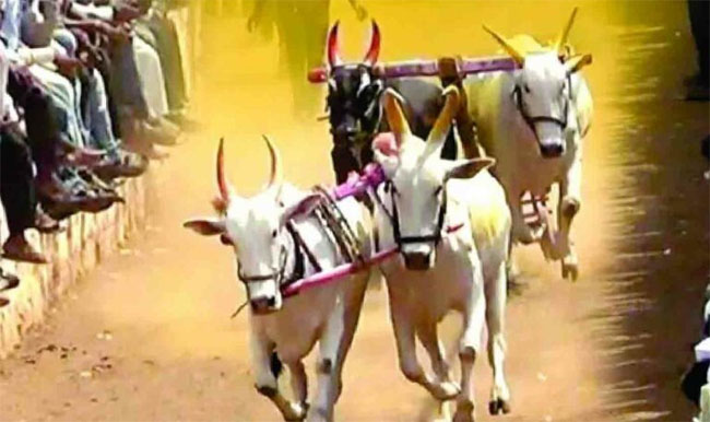 बैलगाडी शर्यतीत कर्नाटकातील बैलांचे वाढतेय महत्त्व