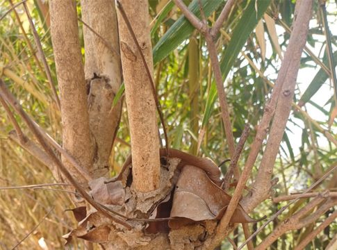 Pagoda of ants: विसर्जन घाटावरील झाडावर मुंग्यांचा पॅगोडा