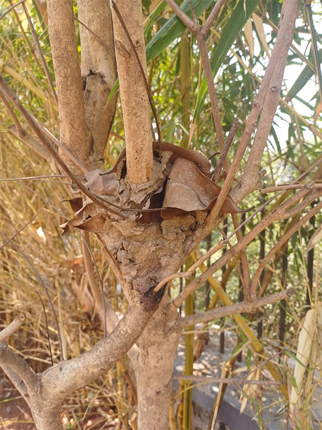 Pagoda of ants: विसर्जन घाटावरील झाडावर मुंग्यांचा पॅगोडा