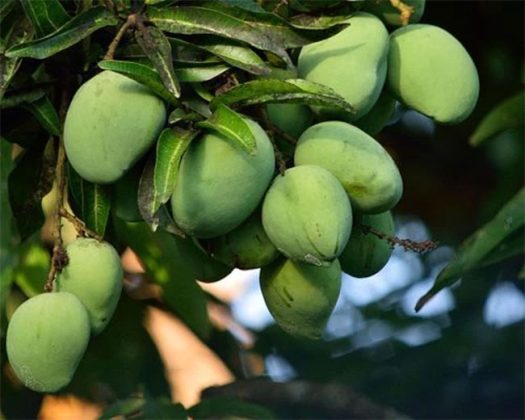 Raw Mango : उन्हाळ्यात आंबा नाही तर कैरी खा! कैरीत लपला 'हा' आरोग्याचा खजिना