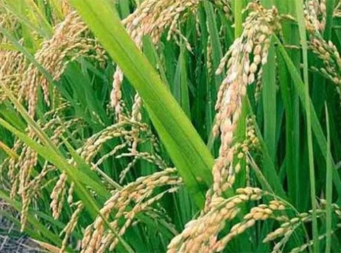 उन्हाळी भातशेती बहरल्याने शेतकरी समाधानी