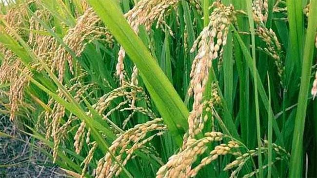 उन्हाळी भातशेती बहरल्याने शेतकरी समाधानी